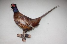 Tierpräparat Fasan, Hahn