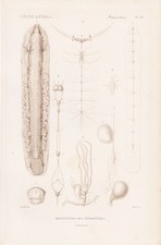 Lepidoptera Anatomie anatomy