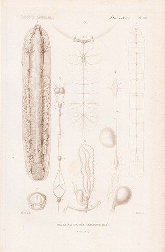 Lepidoptera anatomie anatomy - lepidoptera,