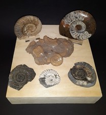 Kleine alte Ammoniten Sammlung, Los Ammoniten + Fossilien-Stufe, Goniatit, 