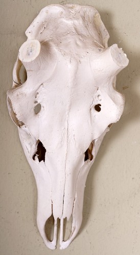 Schöner hirschschädel für - schöner,