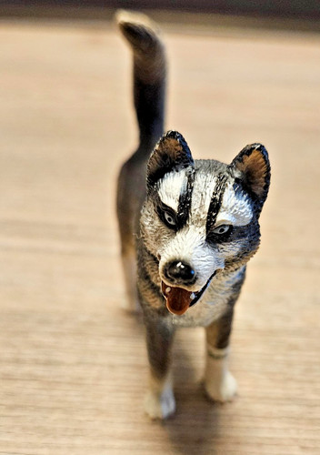 Schleich 16371 husky - schleich, rüde