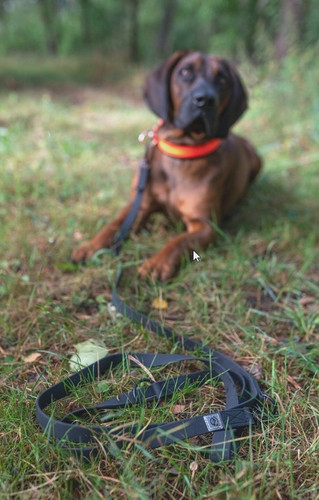 Hunde umhängeleine - hunde,