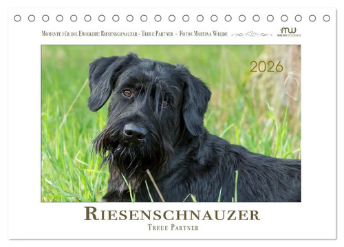 Riesenschnauzer treue - riesenschnauzer,