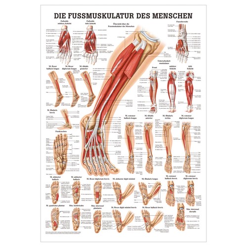 Die fußmuskulatur poster - die,