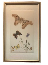 Echte Schmetterlinge im