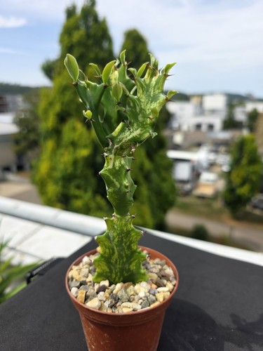 Euphorbia trigona mint cream - euphorbia,
