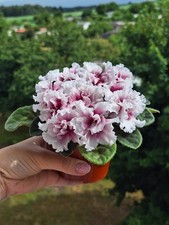 Usambaraveilchen African