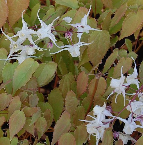 Elfenblume epimedium - elfenblume,