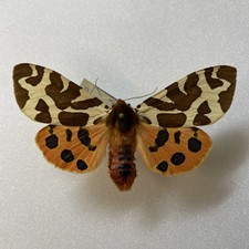 Entomologie*Actia caja*Ex