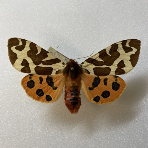 Entomologie actia caja - entomologie*actia, caja*ex