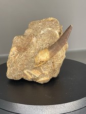 Plesiosaurus Zahn/ Marokko /