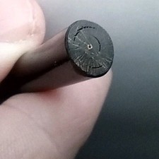 Schwarze Koralle poliert in