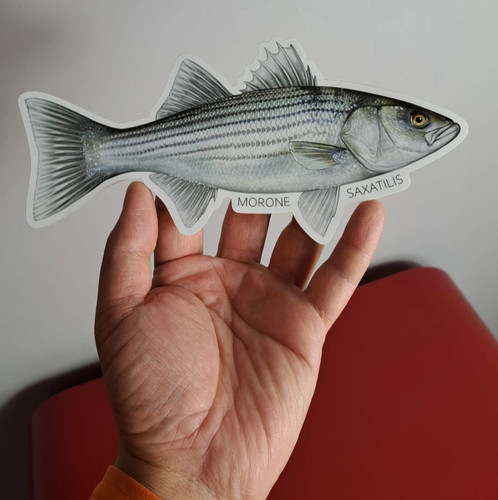 Epf striped bass - epf,