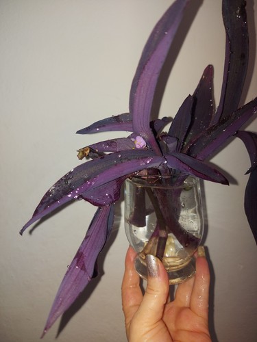 Tradescantia pallinda - tradescantia,