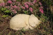 Katze klein eingerollt