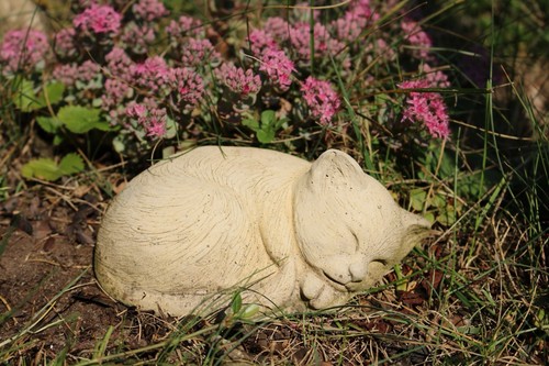 Katze klein eingerollt
