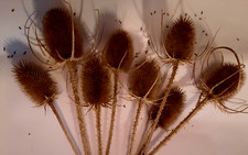 DEKO  BASTELN   Wilde Karde 8