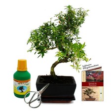 Bonsai Serissa foetida Junischnee ca. 8 Jahre Geschenkset mit Dünger und Schere