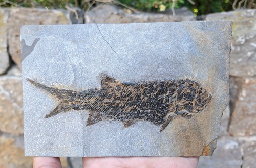 Fossiler fisch - fisch,