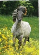 Pferd horse - , *