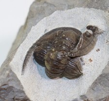 Trilobit, Cornuproetus