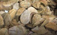 3 Seemandelbaumblätter 15cm -