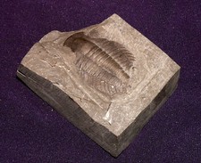 Trilobit aus China, Fossil