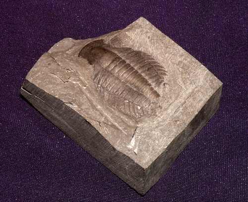 Trilobit aus china - trilobit, china,
