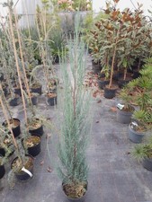 Juniperus Blue Arrow, 110-120cm, Raketenwacholder, Säulenwacholder