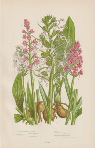 Knabenkraut orchis - knabenkraut,