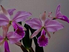 Cattleya trianea ´Big Flower´ Duft Orchidee Orchideen