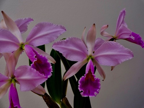 Cattleya trianea big - cattleya, ´big