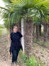 Palme trachycarpus fortunei - trachycarpus,