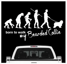 Bearded Collie Beardie