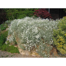 Cerastium tomentosum