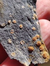 RAR! Wavellite des Côtes