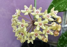 Heavenly hoya - heavenly,