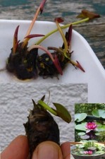 Rote zwergseerose - rote,