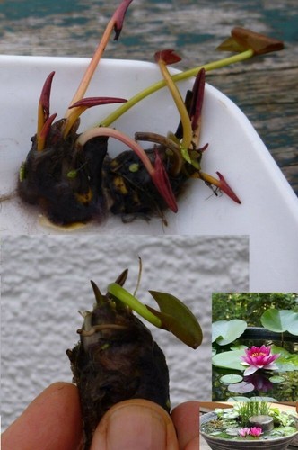 Rote zwergseerose - rote,