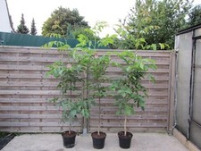 Walnussbaum juglans regia - walnussbaum,