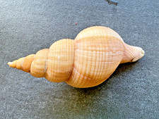 Neptunea contraria