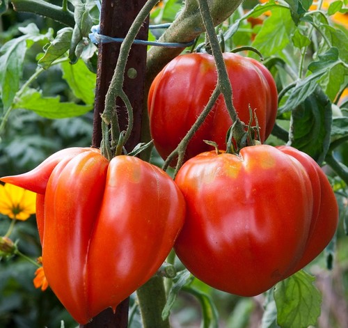 Tomatensamen alte - tomatensamen, (7+