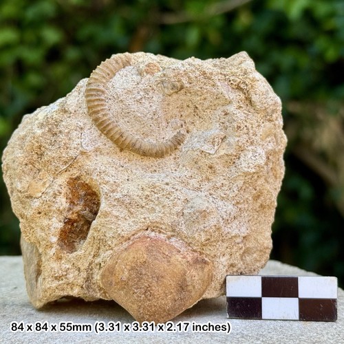 Rar spiroceras bifurcati - rar,