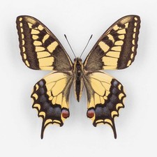 Papilio machaon ruettimanni - papilio,