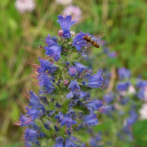 Natternkopf blaublühendes - natternkopf,
