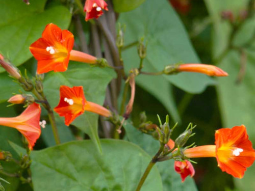 Orangefarbene prunkwinde - orangefarbene, 50