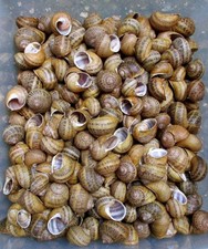 Weinbergschnecken 50 Stück