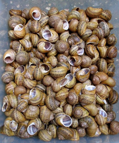 Weinbergschnecken stück - 50,