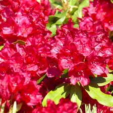 Großblumiger rhododendron - großblumiger,